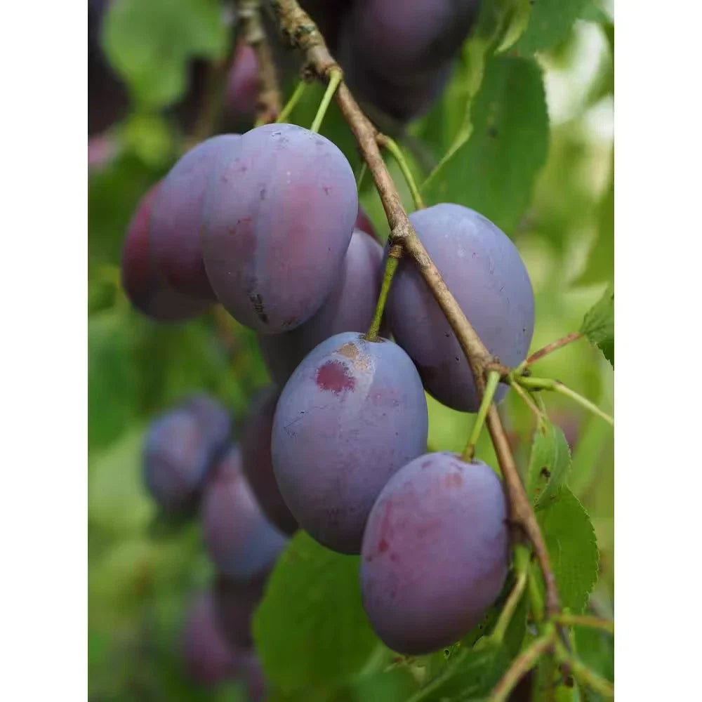 Dwarf Italian Plum Tree Bare Root - Prunus domestica - Compact Fruit Tree for Home Garden