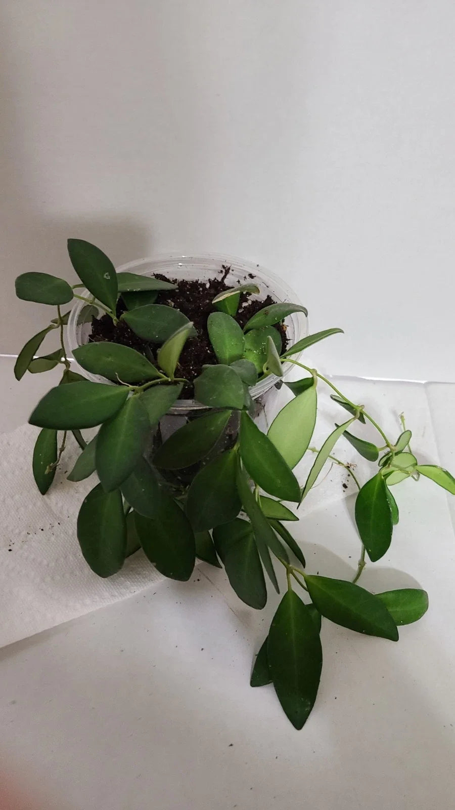 Hoya Plant 5 Inch Pot Hoya Sp. aff. Burtoniae Tropical Indoor Plant Easy Care Houseplant