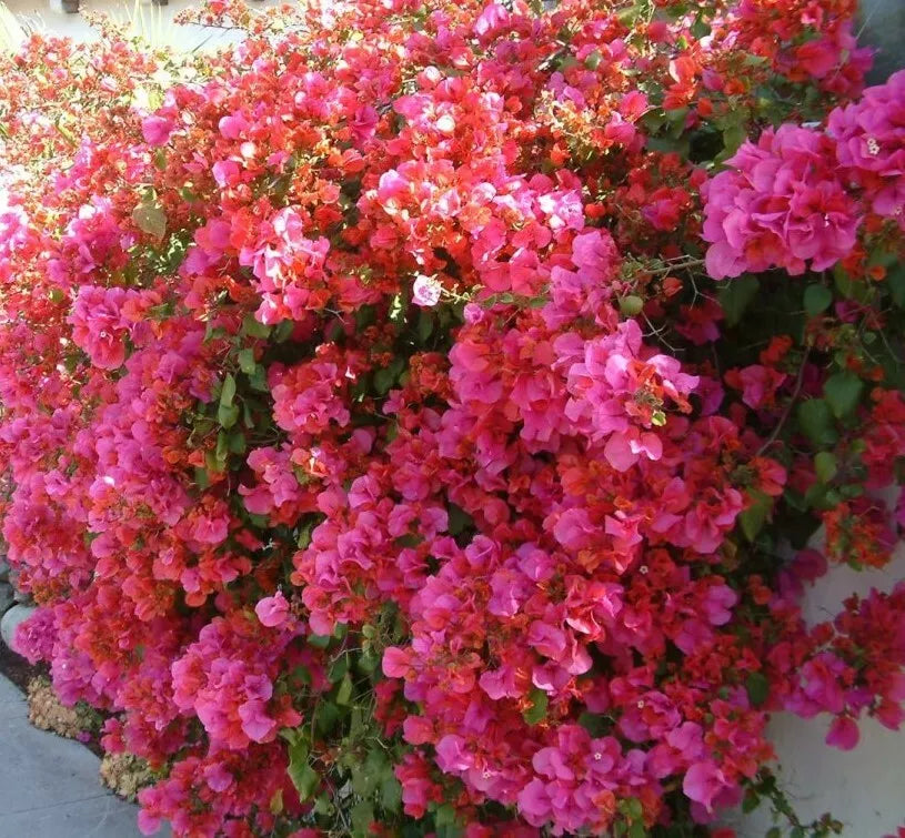 Bougainvillea Starter Plant - Barbara Karst - Bare Root - Bougainvillea glabra - Vibrant Magenta Blooms