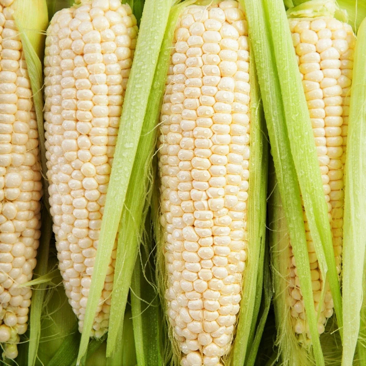 Bulk Silver Queen Sweet Corn Seeds - Treated Seeds - Zea mays - High Germination Rate for Sweet Flavorful Kernels