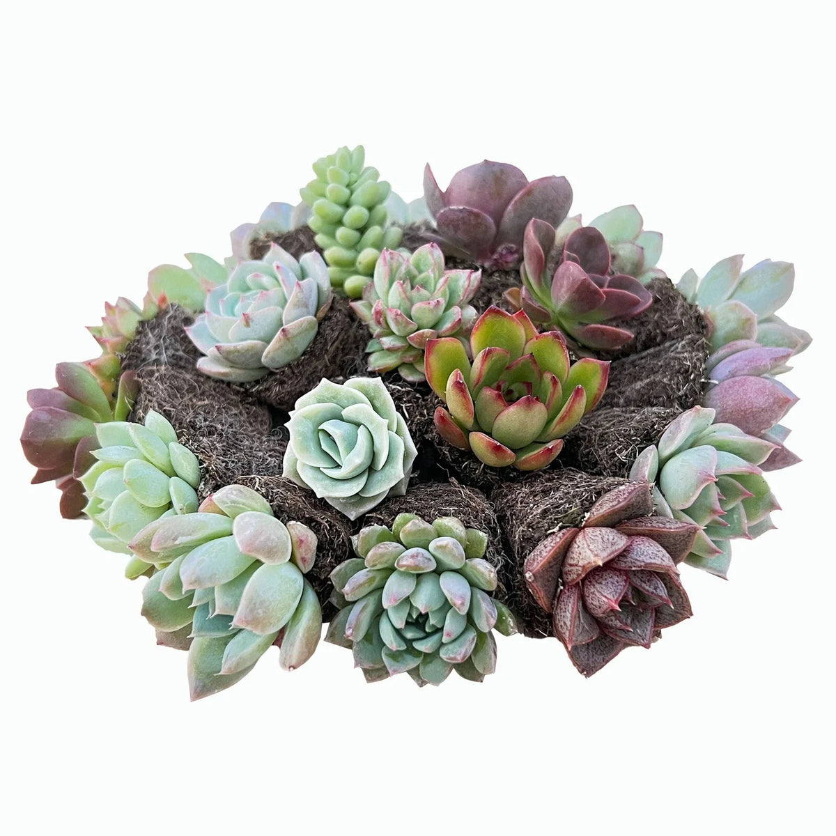 Live Assorted Succulent Plants Set of 10 Varieties - Low Maintenance Indoor Decor - Various Species