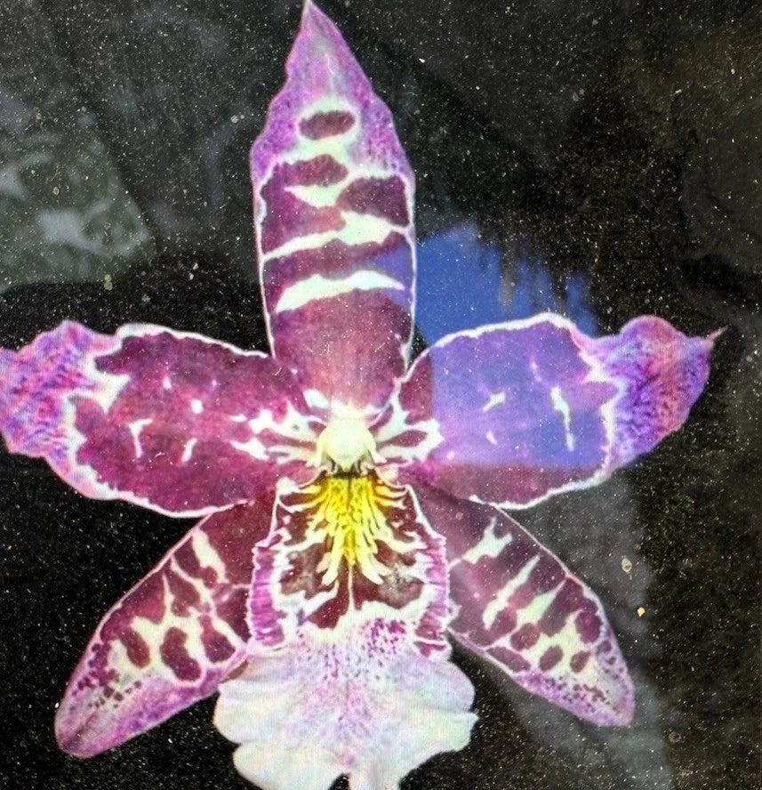 Orchid Plant Bulb, Bare Root, Phalaenopsis Orchid, Orchidaceae - One Stunning Bulb for Indoor or Outdoor Gardening