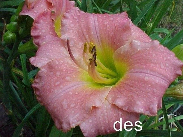 Daylily Plants 2 Live My Girl Pink Rebloomer Hemerocallis 'My Girl' Hardy Low Maintenance Garden Flowers