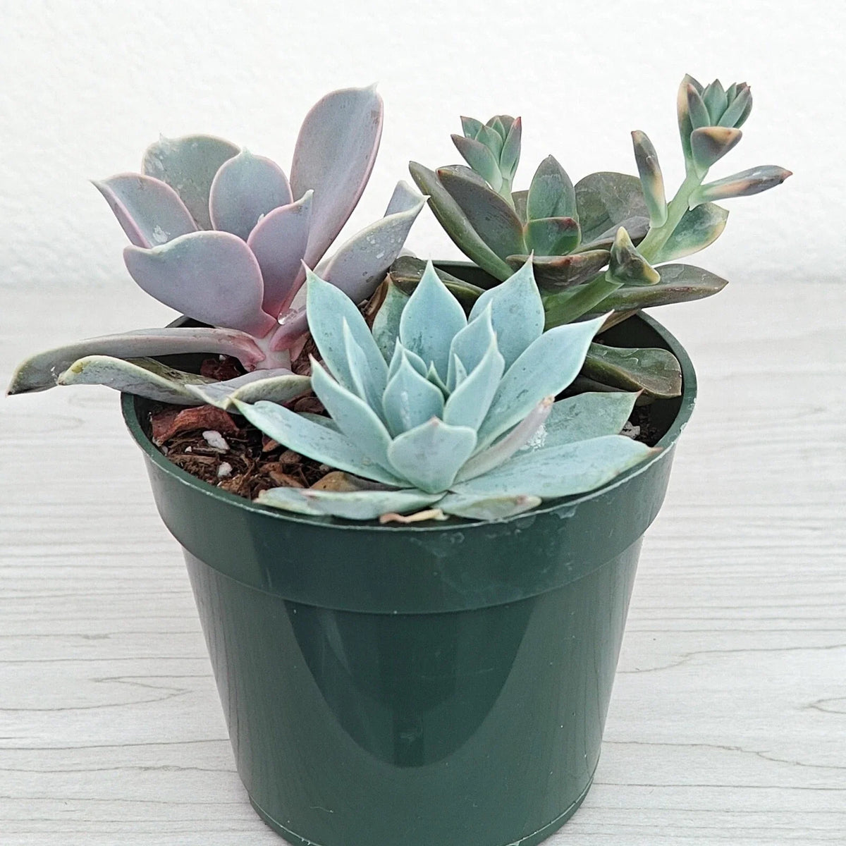 Succulent Live Plant Mix - 4" Pot - Assorted Varieties - Echeveria, Sedum, Crassula - Ideal for Home Decor
