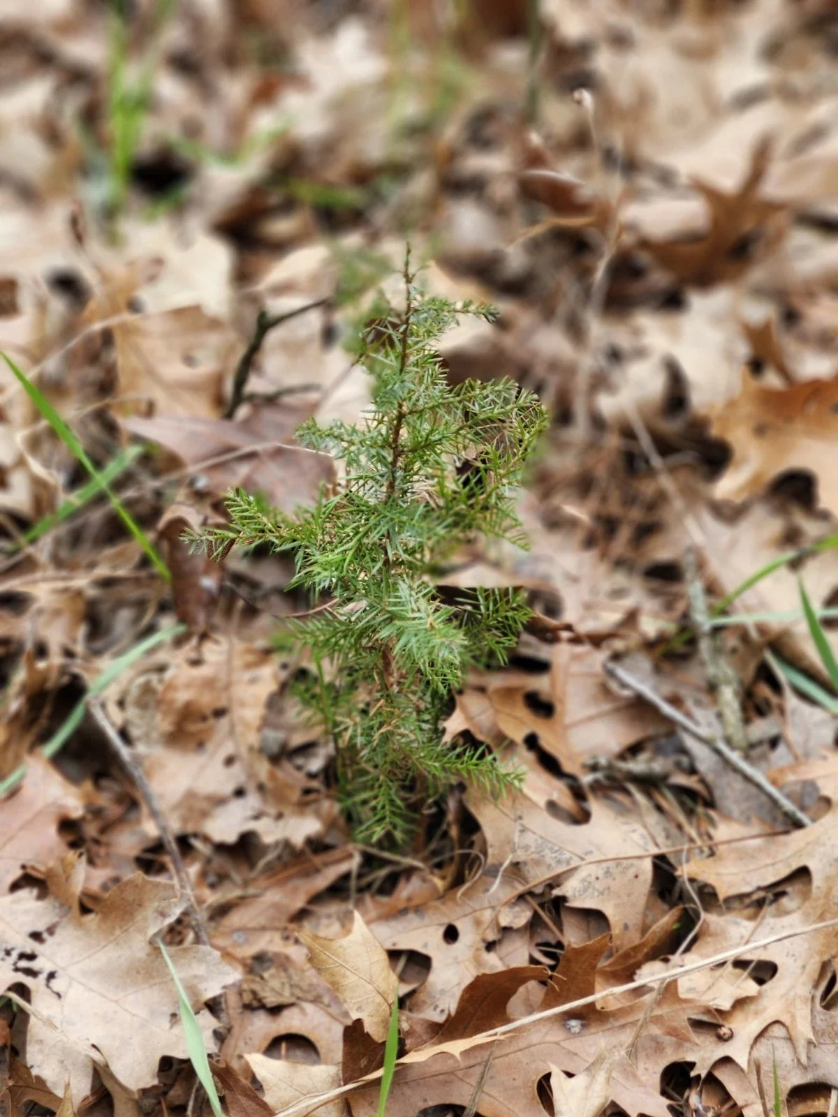 Eastern Red Cedar Seedlings - Bare Root - Juniperus Virginiana - 5-8 Inches - Native Tree for Landscaping and Privacy Screens