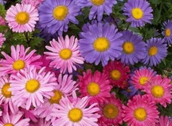 Aster Flower Seeds - 50 Pack - Single Mix - Non-GMO Aster spp. for Garden Planting and Pollinator Attraction