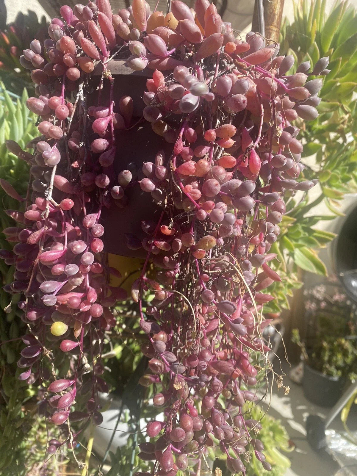 Othonna Capensis Ruby Necklace Cuttings - 10 Organic Succulent Plant Cuttings for Easy Propagation, Drought-Tolerant Gardening