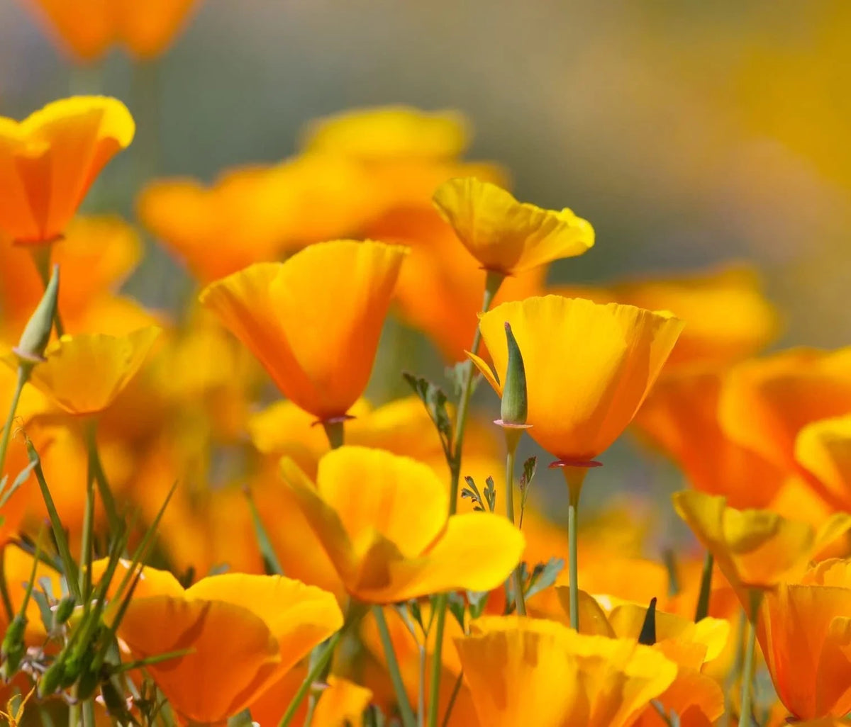 California Poppy Seeds - 100 Seeds - Orange Blooms - Eschscholtzia californica - Drought-Tolerant Annual Garden Flower