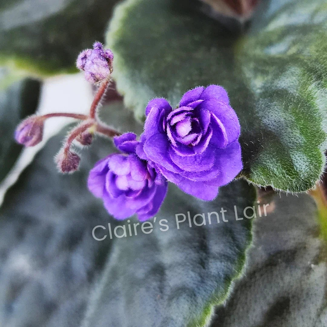 African Violet Leaf Cutting - Double Blue Boy - Saintpaulia ionantha - Easy Propagation for Indoor Gardening