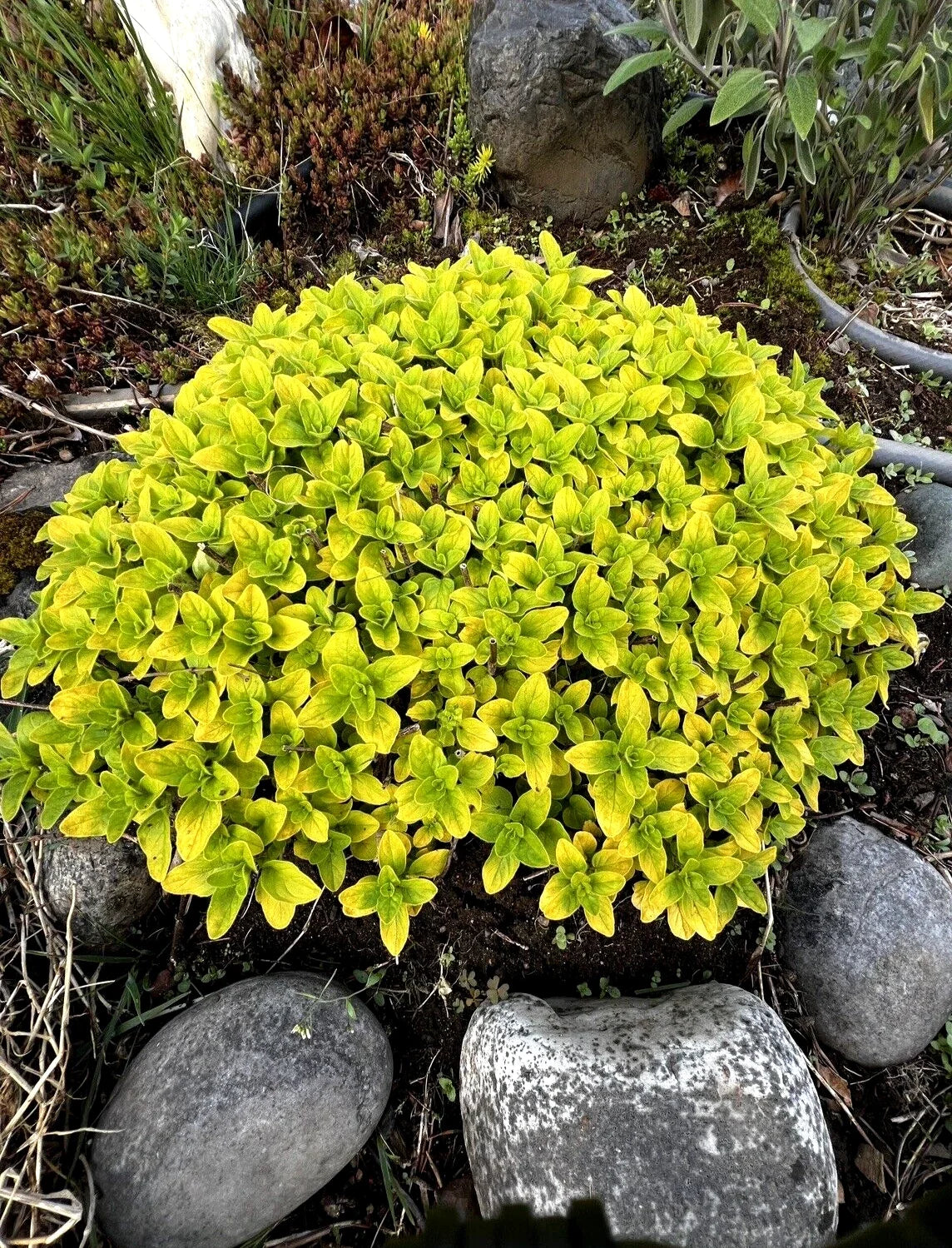 Organic Golden Oregano Plant - Bare Root Perennial Herb, Fragrant Culinary Variety (Origanum vulgare 'Aureum')
