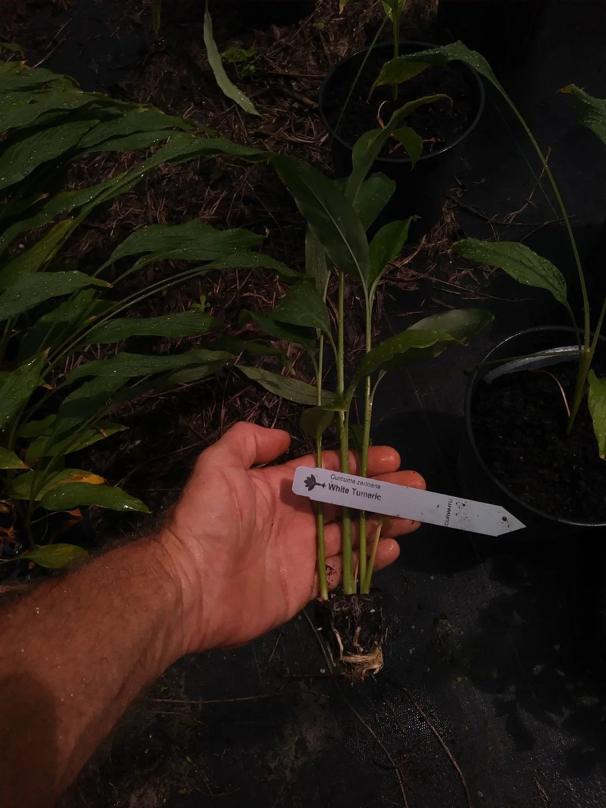 Rare White Turmeric Plant - Small Root - Curcuma longa - Unique Culinary Herb - Indoor/Outdoor Gardening