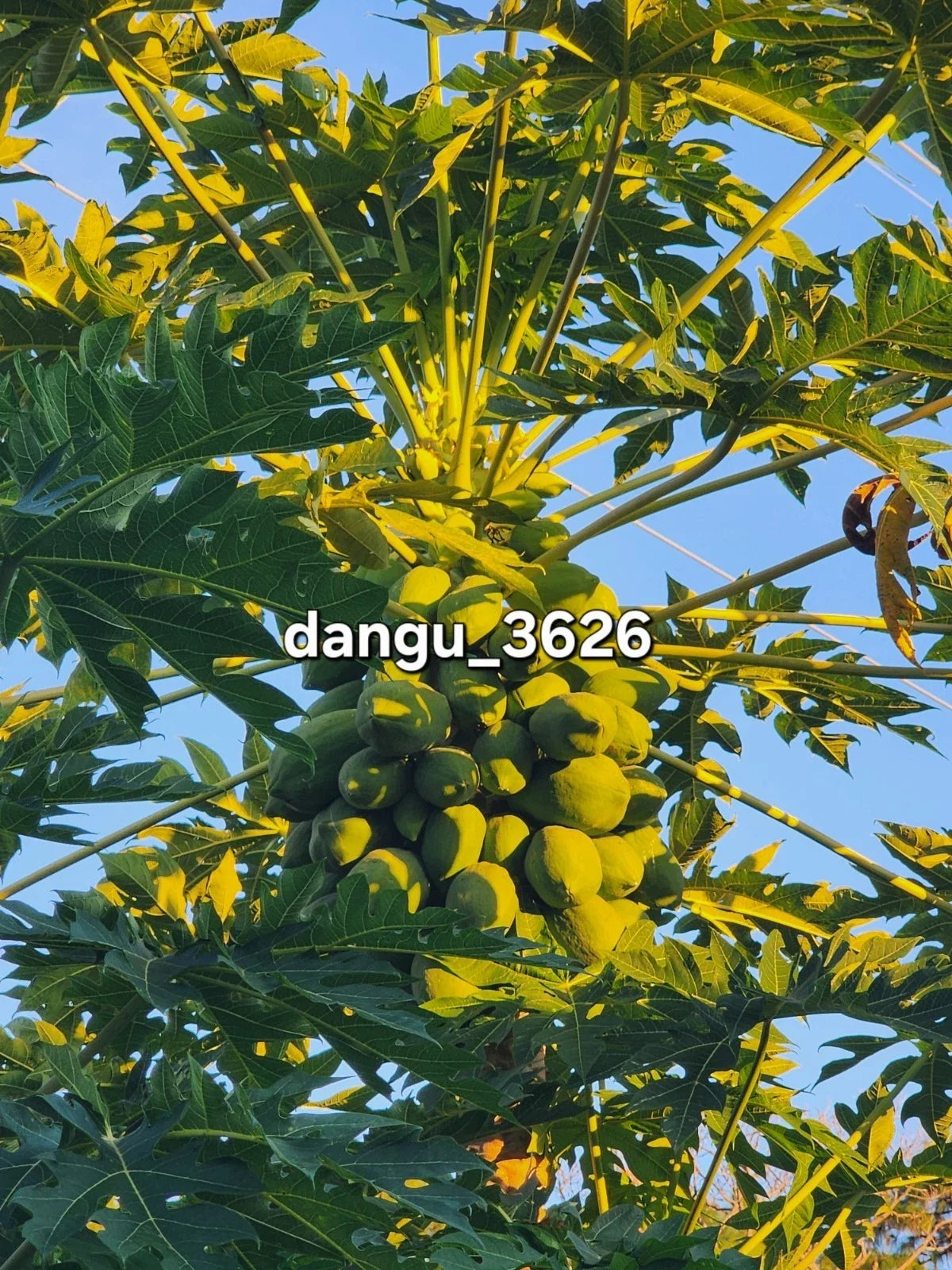 Hawaiian Papaya Tree Live Plant 5"-10" Sweet Gold Fruit Carica papaya Tropical Fruit Plant