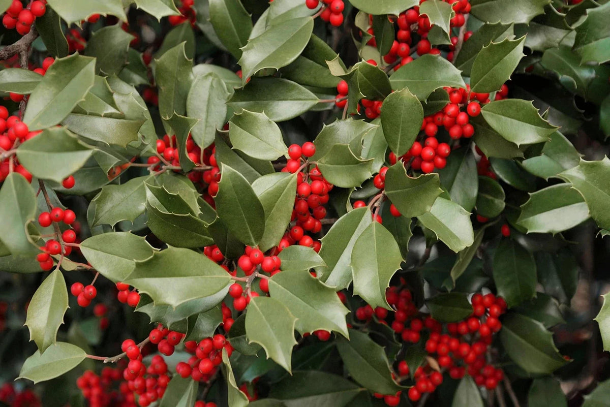 American Holly Seeds - 30 Seeds - Ilex opaca - Evergreen Shrub with Red Berries - Ideal for Planting in Garden