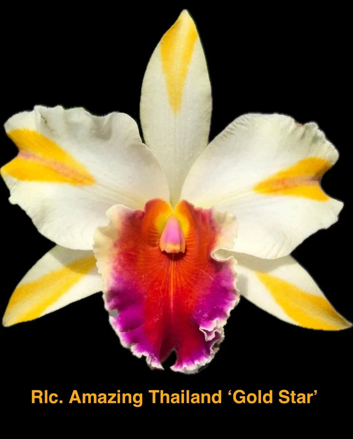 Rhyncholaeliocattleya Orchid Plant 4" Gold Star Hybrid - Rhyncholaeliocattleya Amazing Thailand - Vibrant Yellow Blooms