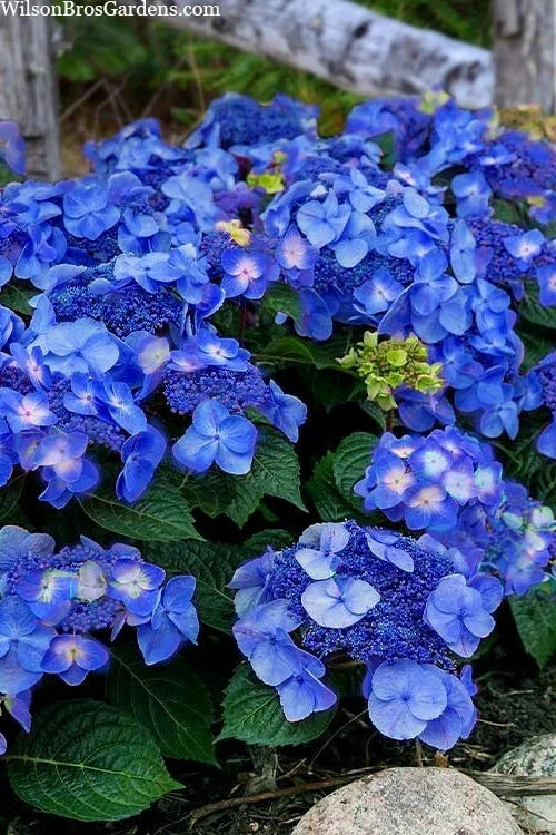 Pop Star Hydrangea 6-Pack | Rooted Cuttings | Vibrant Blooms | Hydrangea macrophylla | Beginner Friendly