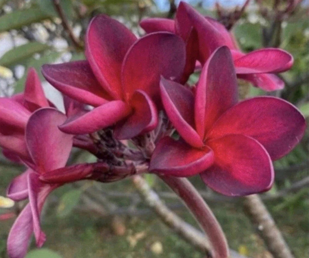 Rooted Plumeria Plant Cutting 17” Wildfire Frangipani Plumeria rubra - Tropical Garden Addition, Easy Care Houseplant
