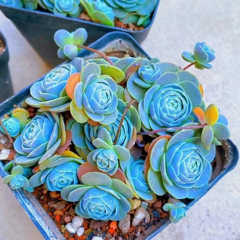 Witchford Lithops Seeds 100pcs Blue Succulents Drought-Tolerant Plant Lithops spp. Ideal for Indoor Outdoor Gardening