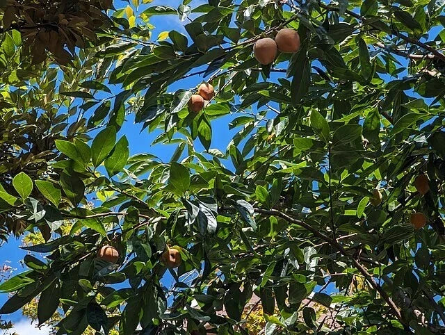 Japanese Persimmon Tree Saplings - Diospyros lotus & Diospyros kaki - Sweet Fruit Variety for Home Orchard Gardening