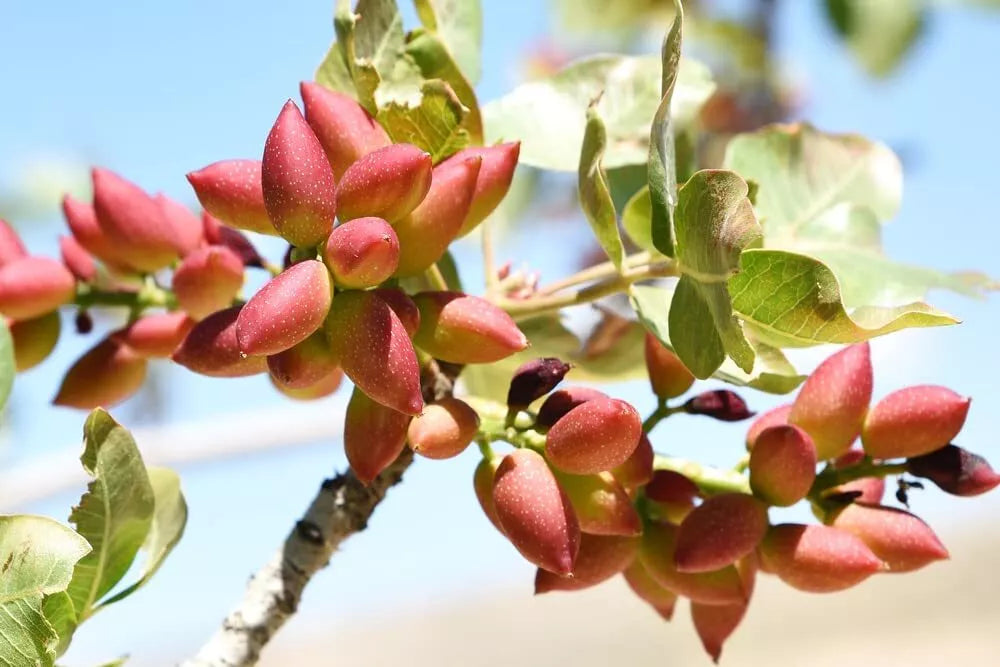 Pistachio Nut Tree Seeds 6 Pack Green Pistacia Vera Nut Tree Seeds for Planting