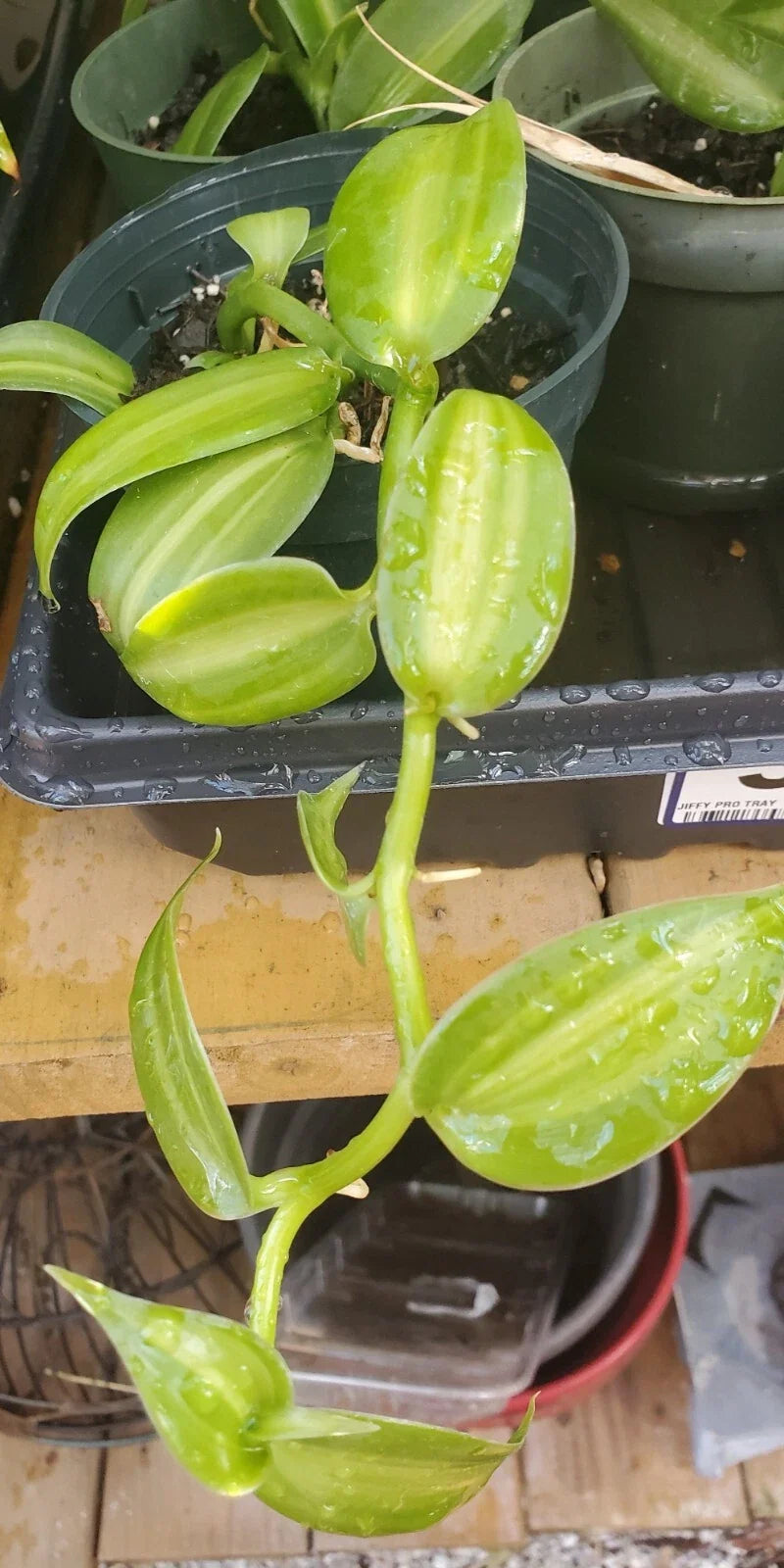 Vanilla Spice Variegated Orchid Live Plant - Rooted Cutting - Vanilla Planifolia - Decorative Indoor/Outdoor Houseplant