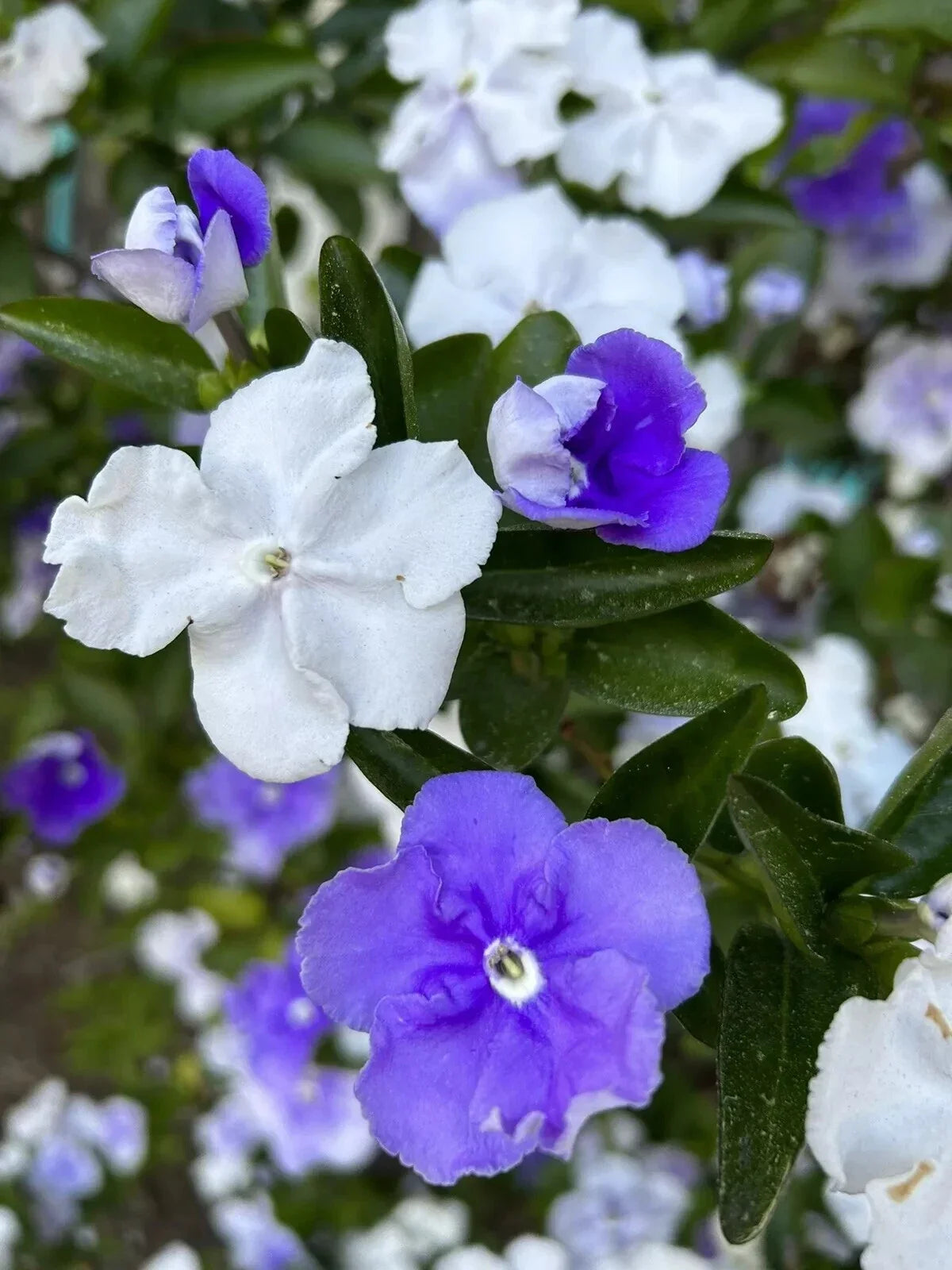 Brunfelsia Australis Seeds - 15 Count - Yesterday-Today-and-Tomorrow - Floral Perennial - Attracts Pollinators, Fragrant Blooms