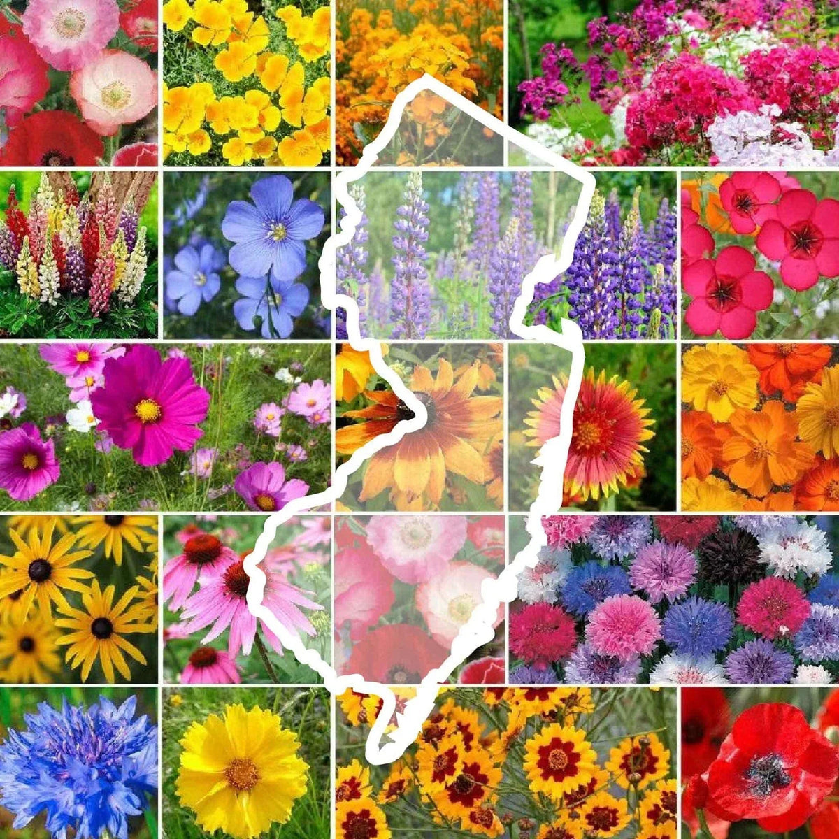 Wildflower Seed Mix 1000 Seeds New Jersey State Flower Non-GMO Perennials & Annuals Various Species