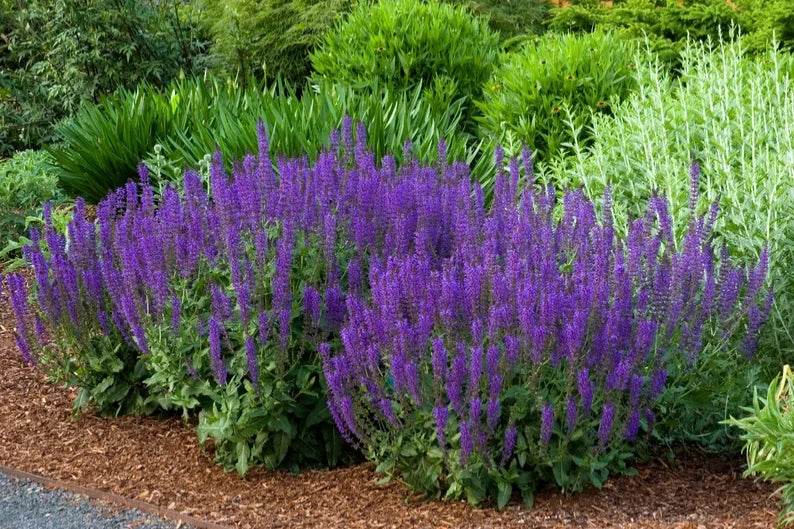 Live Starter Plant - Salvia 'Caradonna' - Meadow Sage - Perennial Herb - Salvia nemorosa - Purple Flowers for Gardens