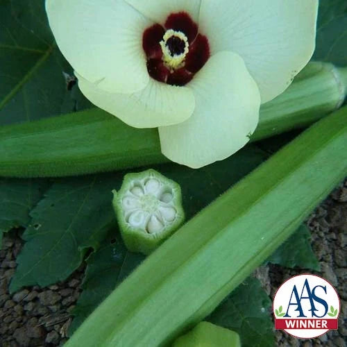 Okra Seeds 60 Heirloom Clemson Spineless Non-GMO AAS Winner Abelmoschus esculentus Edible Vegetable for Home Gardens