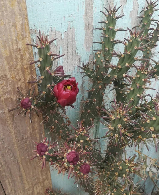 Cylindropuntia Cutting 1x Deep Red Flowers Cylindropuntia versicolor - Rainbow Cactus for Xeriscaping & Container Gardening