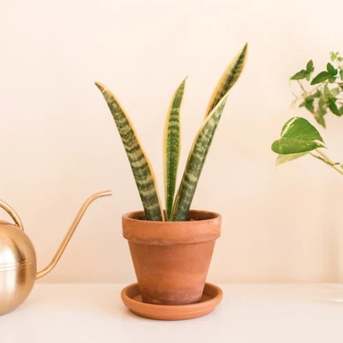 Snake Plant Cuttings - 2 Unrooted Mother-In-Law Tongue - Sansevieria trifasciata - Easy Care Indoor Plant