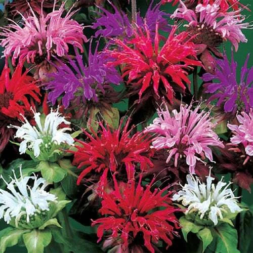 Bee Balm Flower Seeds - 25 Mixed Color Seeds - Monarda Didyma - Pollinator Friendly - Ships from Iowa