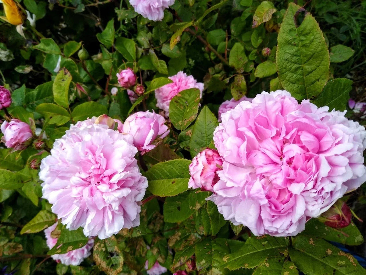 Bare Root Rose Plant, 2 Years Old, Jacques Cartier Pink Lavender Blooms, Rosa 'Jacques Cartier' - Ideal for Gardens and Pollinators