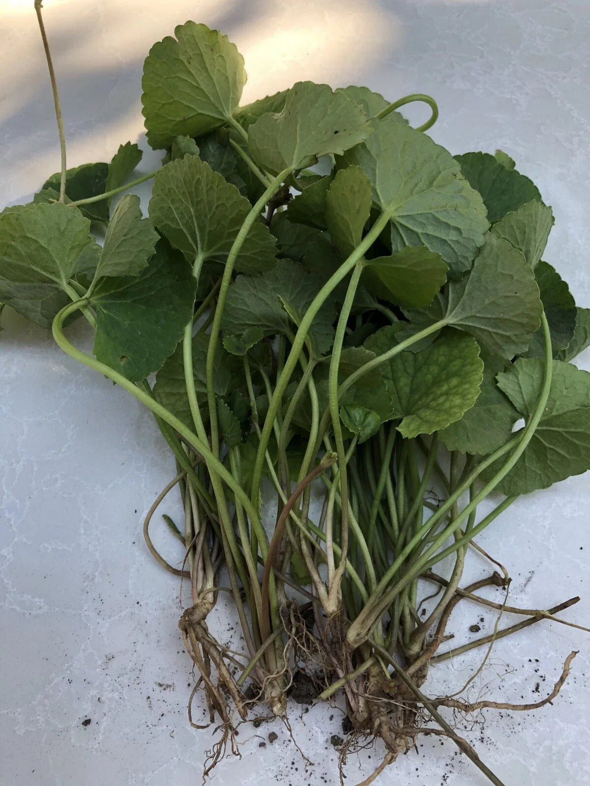 15pcs Bare Root Live Pennywort Gotu Kola Plants - Centella Asiatica, Edible Herbal Ground Cover for Gardening