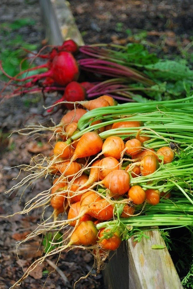 Parisian Carrot Seeds Bulk 400 Count Packet, Sweet Round Globes, Non-GMO, Daucus carota