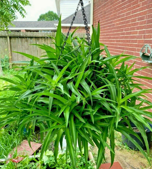 10 Bare Rooted Spider Plants - All Green Indoor Air Purifying Plants - Chlorophytum comosum - Easy Care House Plants