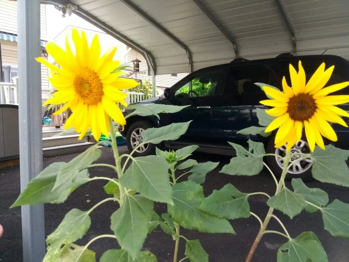 Dwarf Sunspot Sunflower Seeds, 50 Count, Bright Yellow Blooms, Helianthus annuus, Ideal for Small Gardens