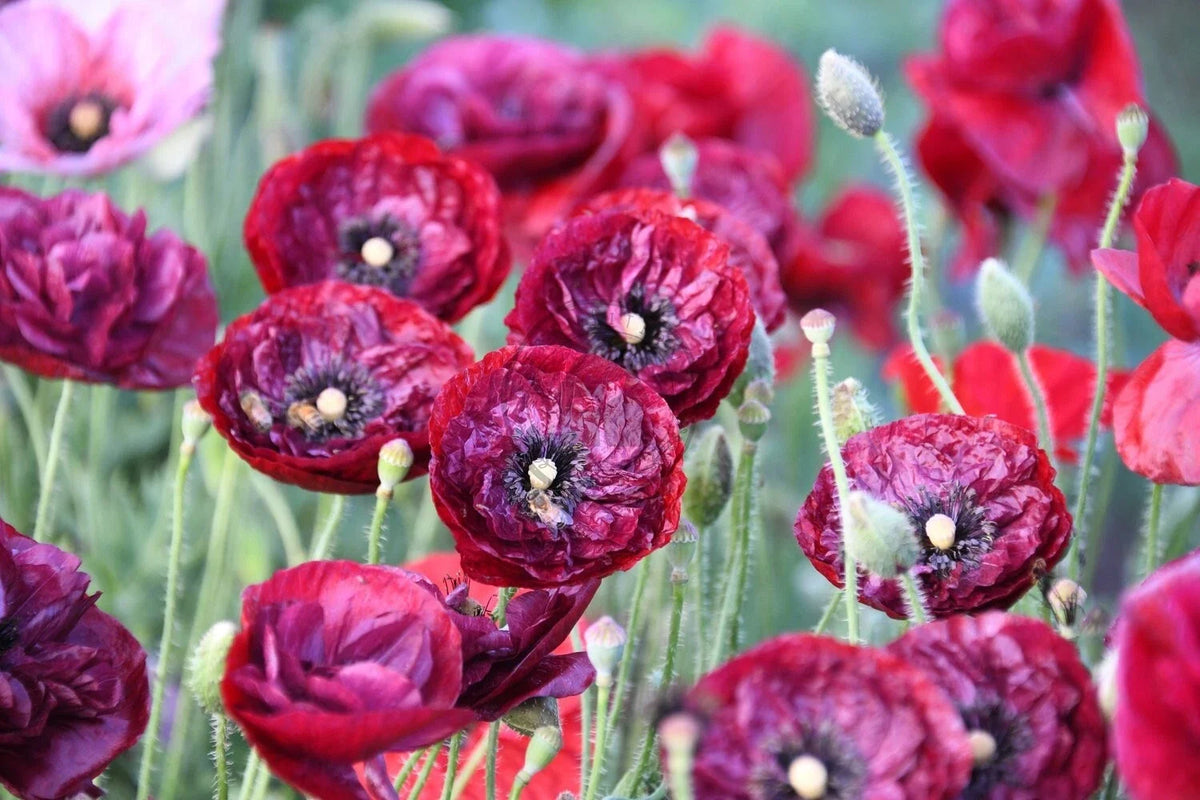 Shirley Poppy Seeds - 200+ Non-GMO Papaver rhoeas - Colorful Red, Pink, White Blooms for Garden Planting