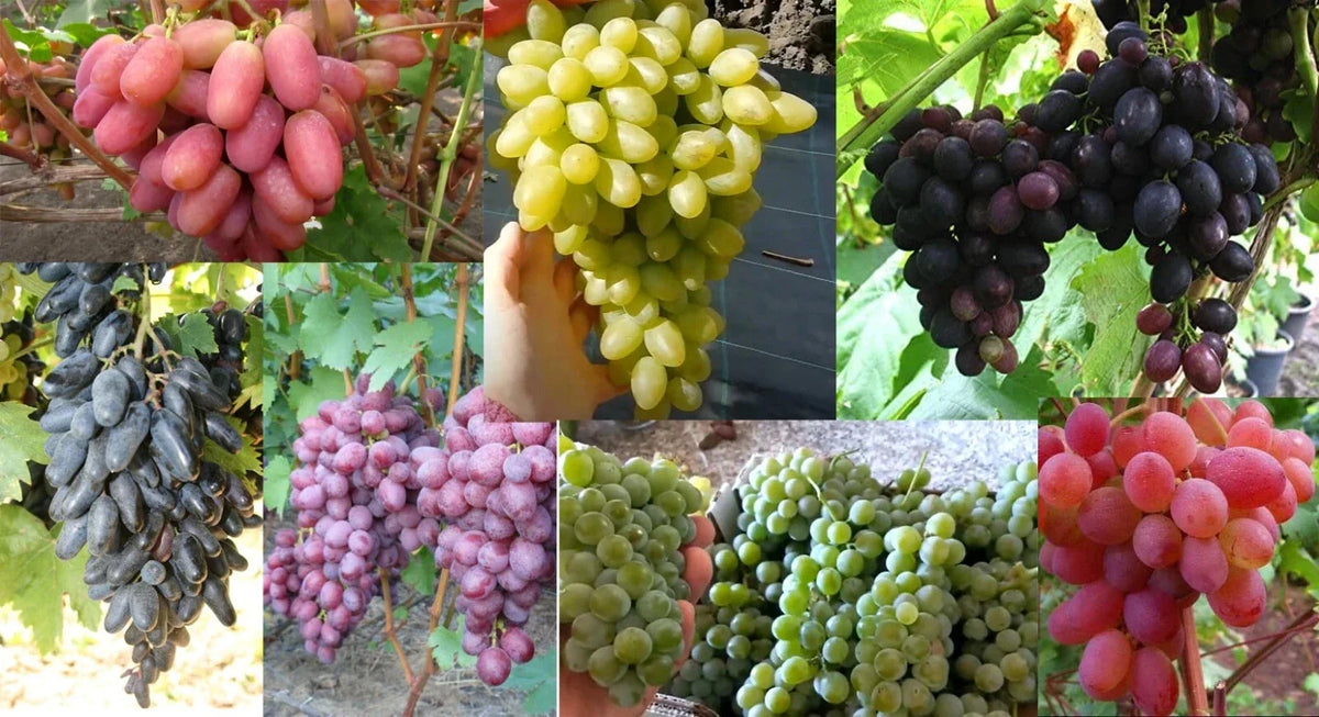 Mixed Grape Cuttings - 7 Rooting Cuttings - Vitis vinifera Varieties for Home Garden - Concord, Merlot, Chardonnay, More