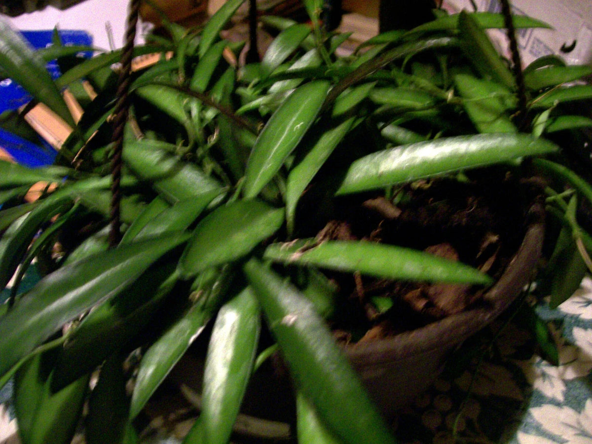 Hoya Longifolia Starter Plant - Wall String Bean, Indoor/Outdoor Trailing Houseplant, Hoya Longifolia