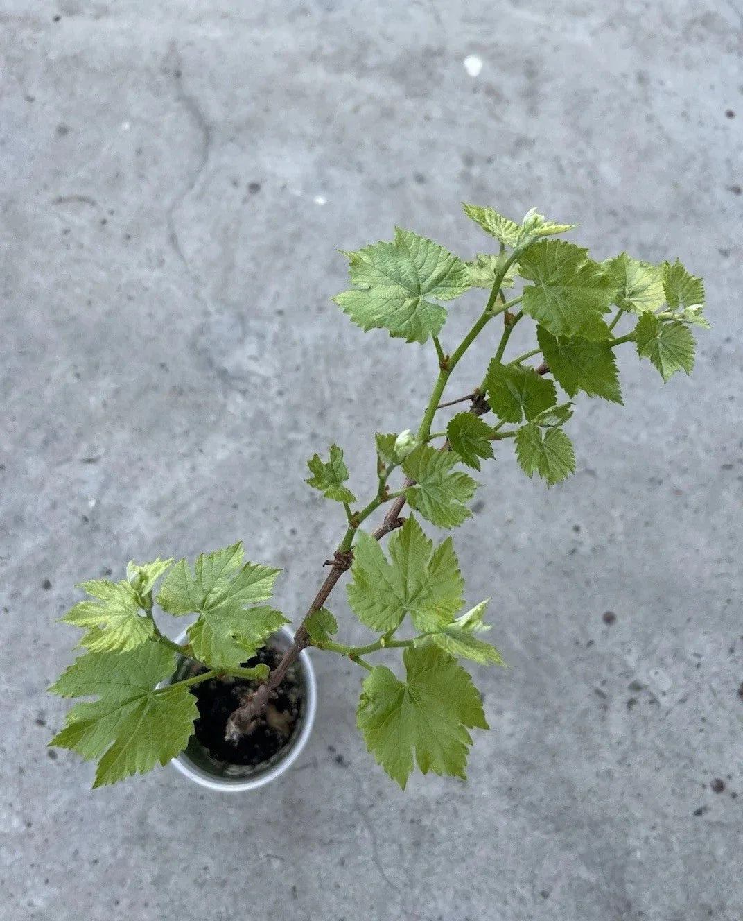 Grape Plant Cutting Vine 18” Sweet Variety in Pot - Vitis vinifera for Home Gardening