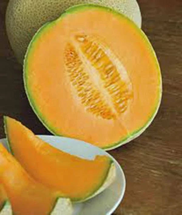 Cantaloupe Seeds 500 Count Hales Best Jumbo Heirloom Non-GMO Cucumis melo for Sweet Melons