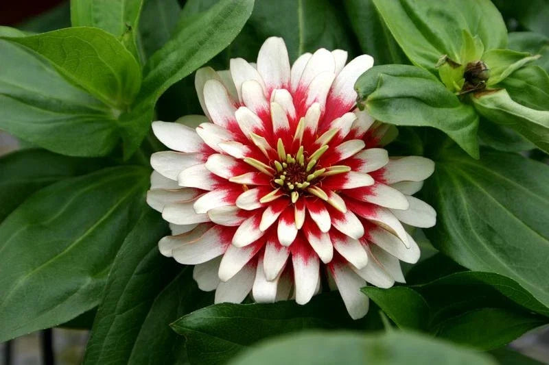 Zinnia Seeds - 20 Pack - Cherry & Ivory Swizzle - Zinnia elegans - Colorful Flower Seeds for Garden