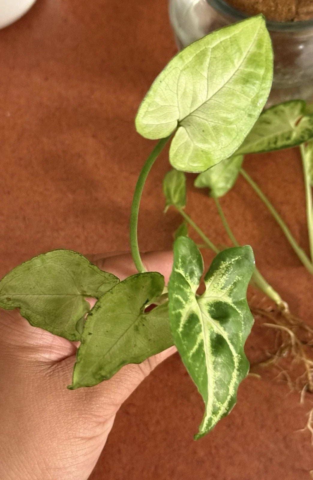 Rooted Cutting Syngonium Podophyllum - Arrowhead Plant - Healthy Indoor Houseplant - Easy Care Greenery