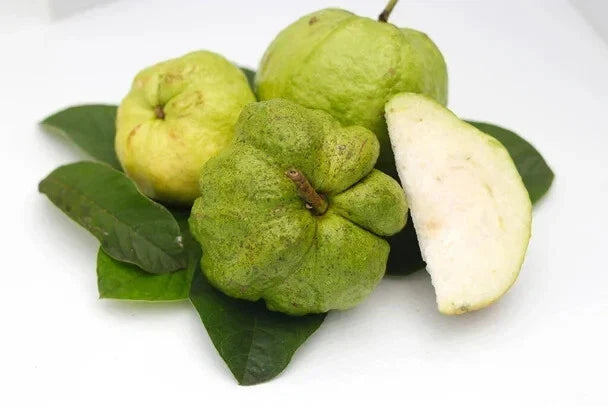 Indonesian Seedless Guava Seeds - 50+ Pack - Psidium guajava - Sweet Fruit for Garden Planting - Free Shipping USA