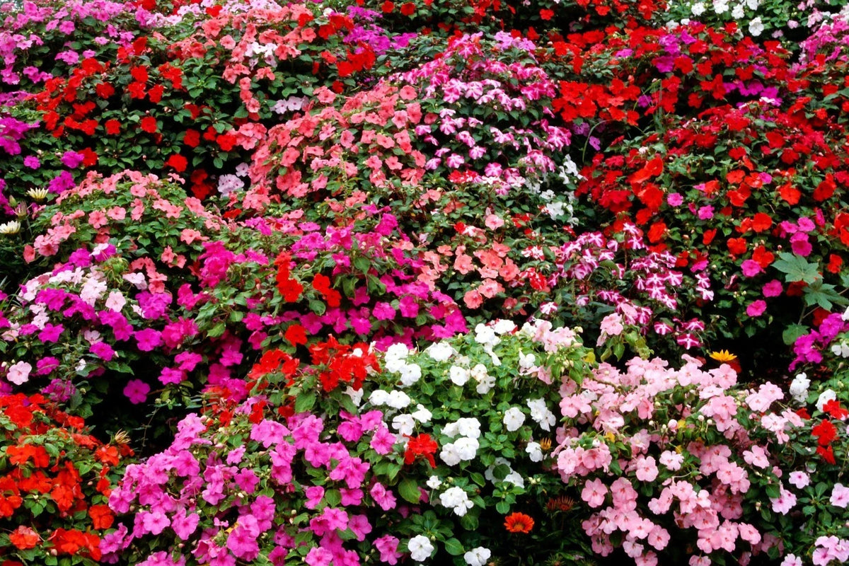 Impatiens Bush Flower Seeds - 25 Count - Colorful Impatiens Walleriana - Ideal for Shady Gardens