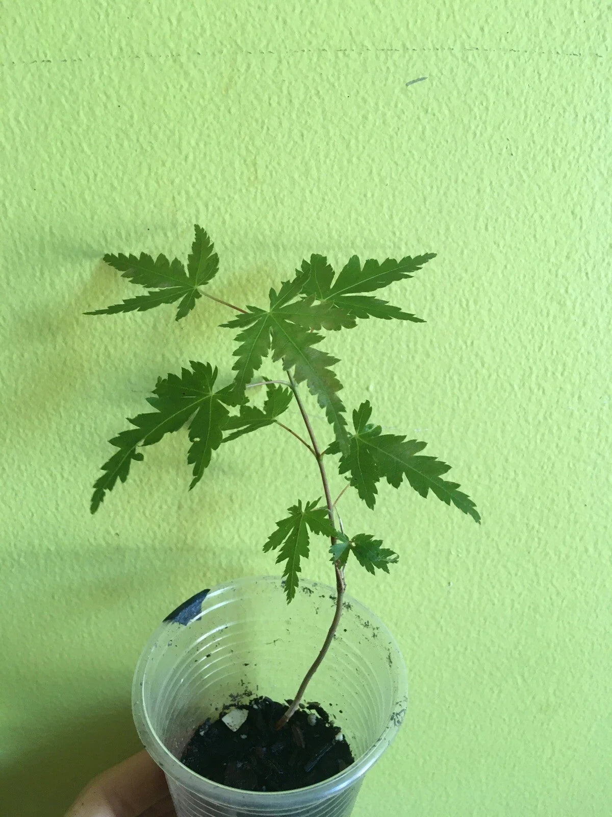 Japanese Maple Starter Live Tree 4+ Inches, Ornamental Foliage, Acer palmatum, Bonsai Option, Garden Plant