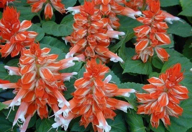 50 Orange White Salvia Seeds | Perennial Hummingbird Flowers | Salvia splendens | Non-GMO Garden Seeds