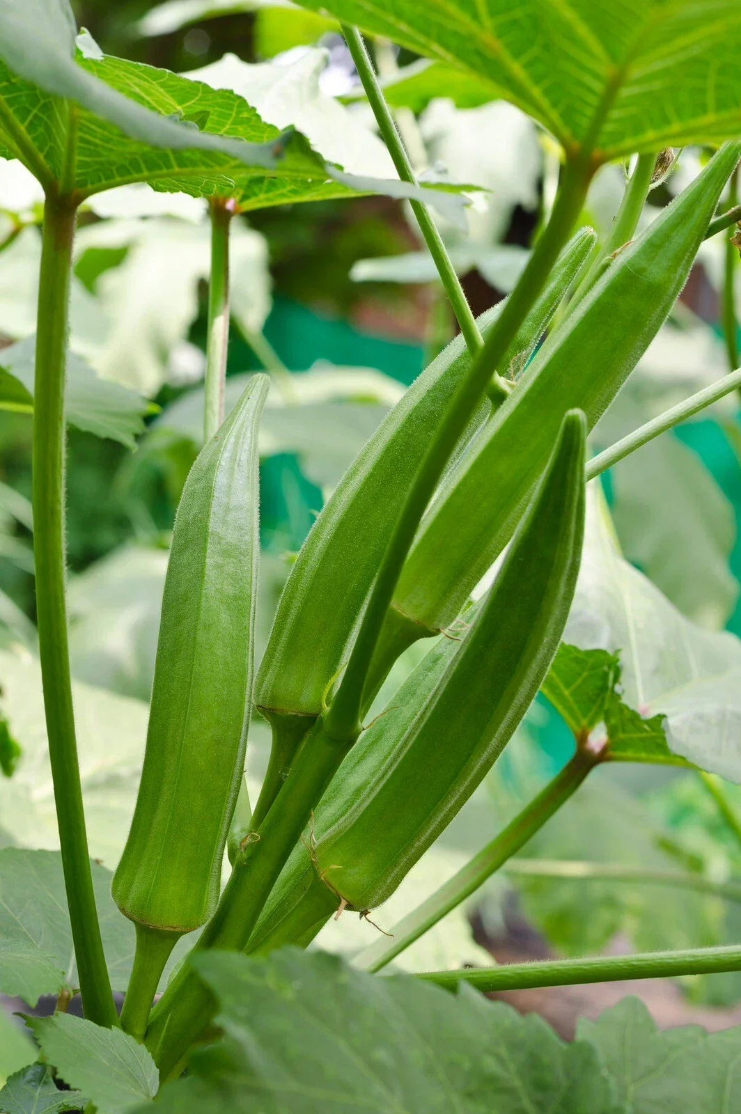 Clemson Spineless Okra Seeds - 50+ Non-GMO Organic Heirloom Seeds - Abelmoschus esculentus - Ideal for Home Garden
