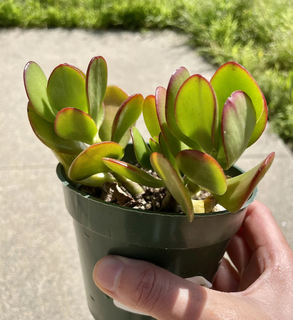 Live Succulent Plant 3.5" Jade Crosby Cutting - Crassula Ovata - Indoor Houseplant - Easy Care Greenery for Home Decor