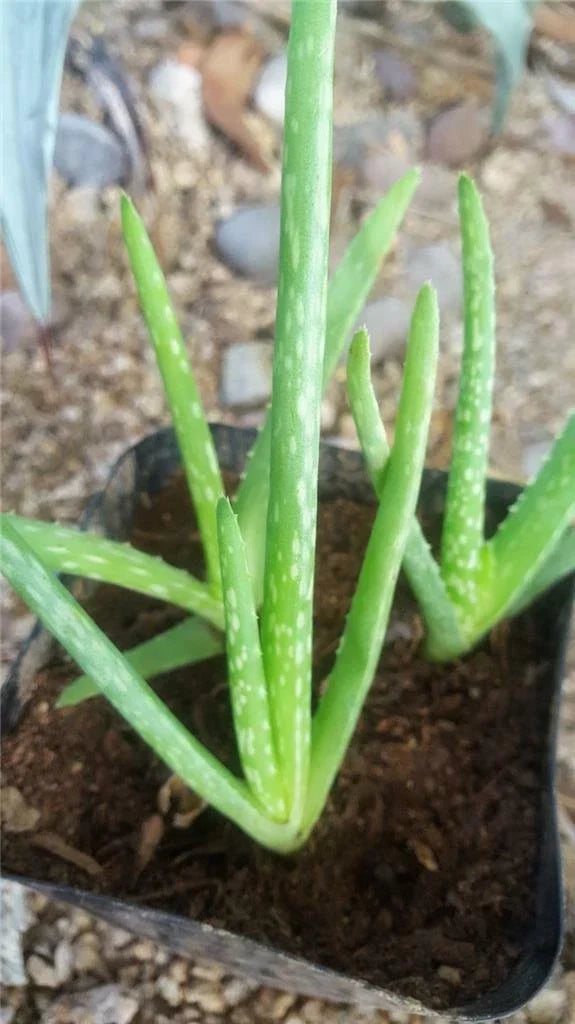 Lot of 12 Young Rooted Aloe Vera Plants, Medicinal Barbadensis, Aloe barbadensis miller, 4-Inch Pots, Easy Care Succulents